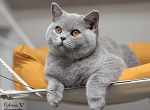 Голубая британская кошка