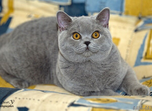 Голубая британская кошка