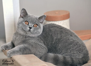 Голубая британская кошка