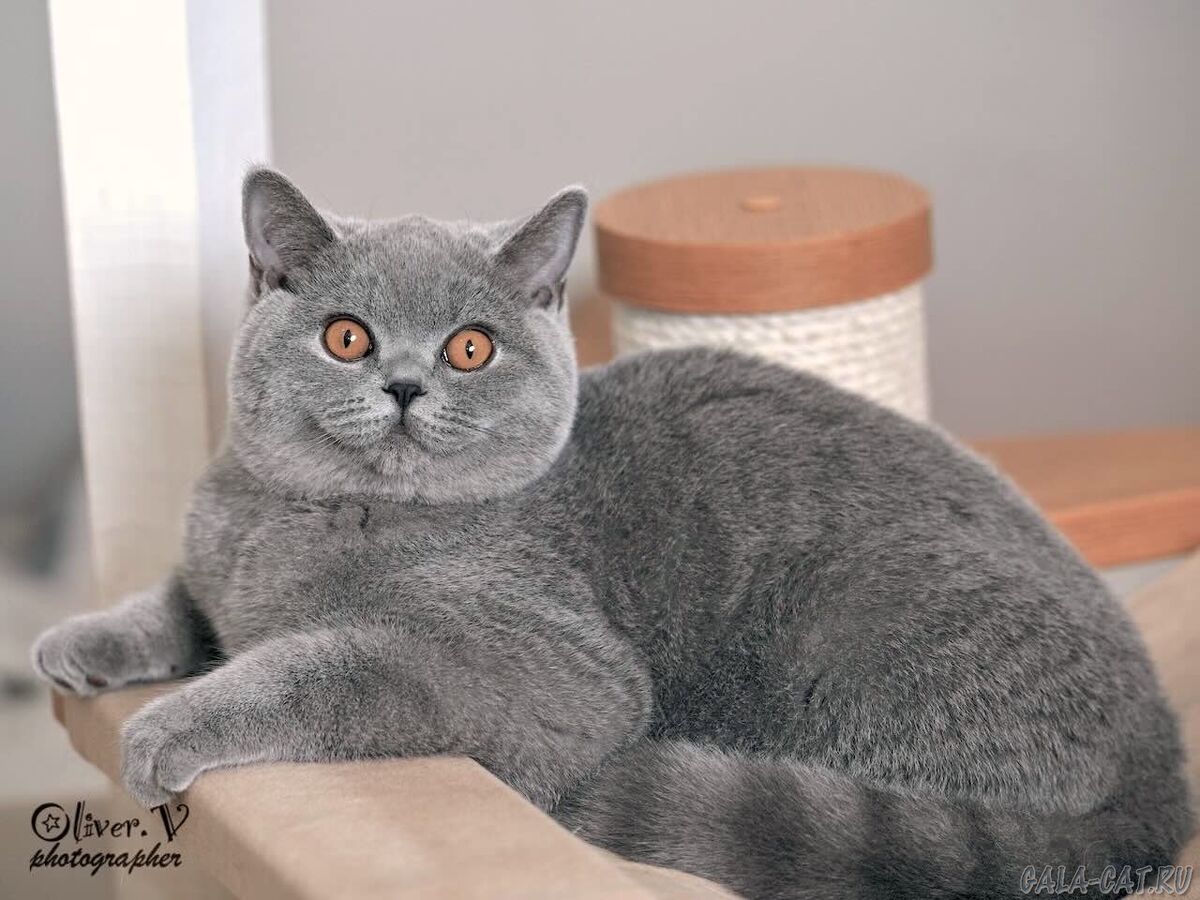 Голубая британская кошка