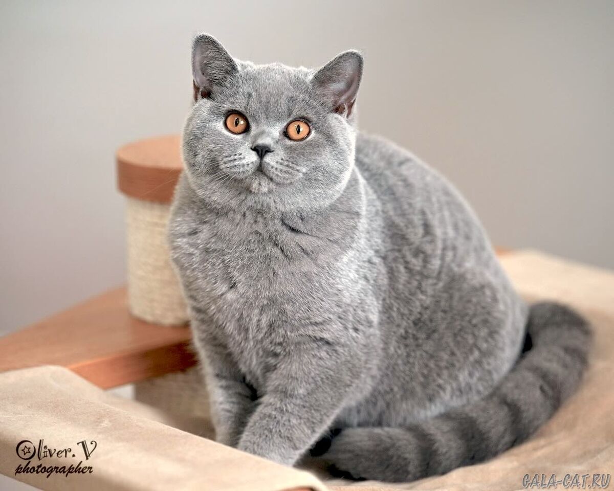 Голубая британская кошка