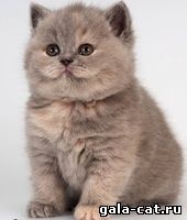 Британский котенок Merilyn Monrou из питомника GALA-CAT.RU