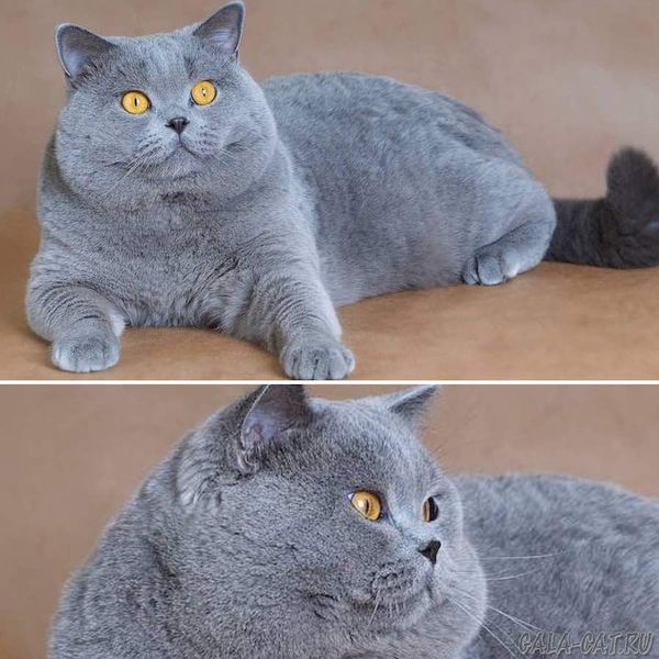 Стандарты породы британская голубая кошка