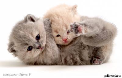 Британские кремовые котята из питомника gala-cat.ru
