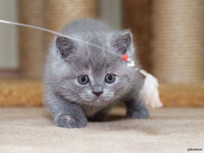 британский голубой котенок из питомника gala-cat.ru