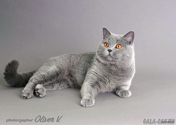 Стандарты породы британская короткошерстная кошка - Питомник GALA-CAT
