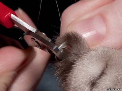 Подстригаем коготки британской кошке