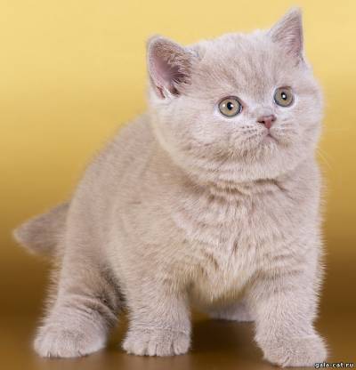 Фото лилового британского котенка из питомника GALA-CAT*RU
