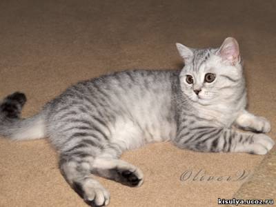 Британский серебристый котенок из питомника GALA-CAT.RU