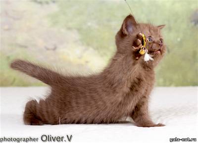 Фото британского шоколадного котенка из питомника GALA-CAT*RU в Москве