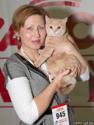 Британская кошка Liva Cats OLIVIA - Champion FIFe