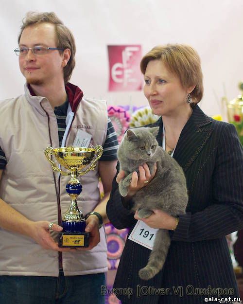 Британская кошка Mercedes High Class - Победитель в классе котят Best in Breed на выставке Содружество-2013