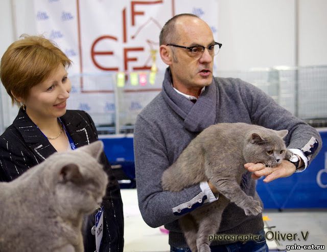 Фоторепортаж Виктора Олифирова с Международной выставки кошек "Кэтсбург 2014"