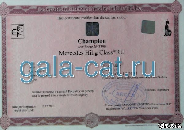 Сертификат британской кошки Mercedes High Class*RU Интерчемпион породы FIFe