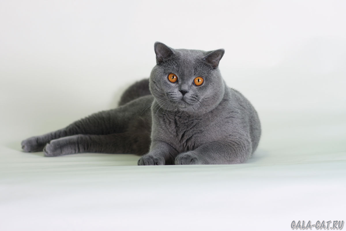 Порода кошек британская голубая фото и описание
