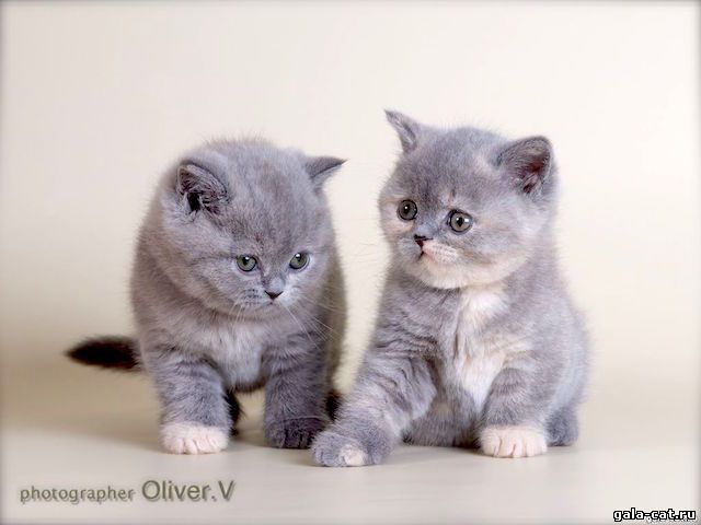 британские котята голубо-кремовые