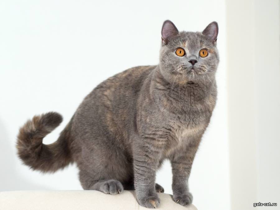британская кошка голубо-кремовая