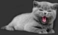 Питомник британских кошек Muezzi