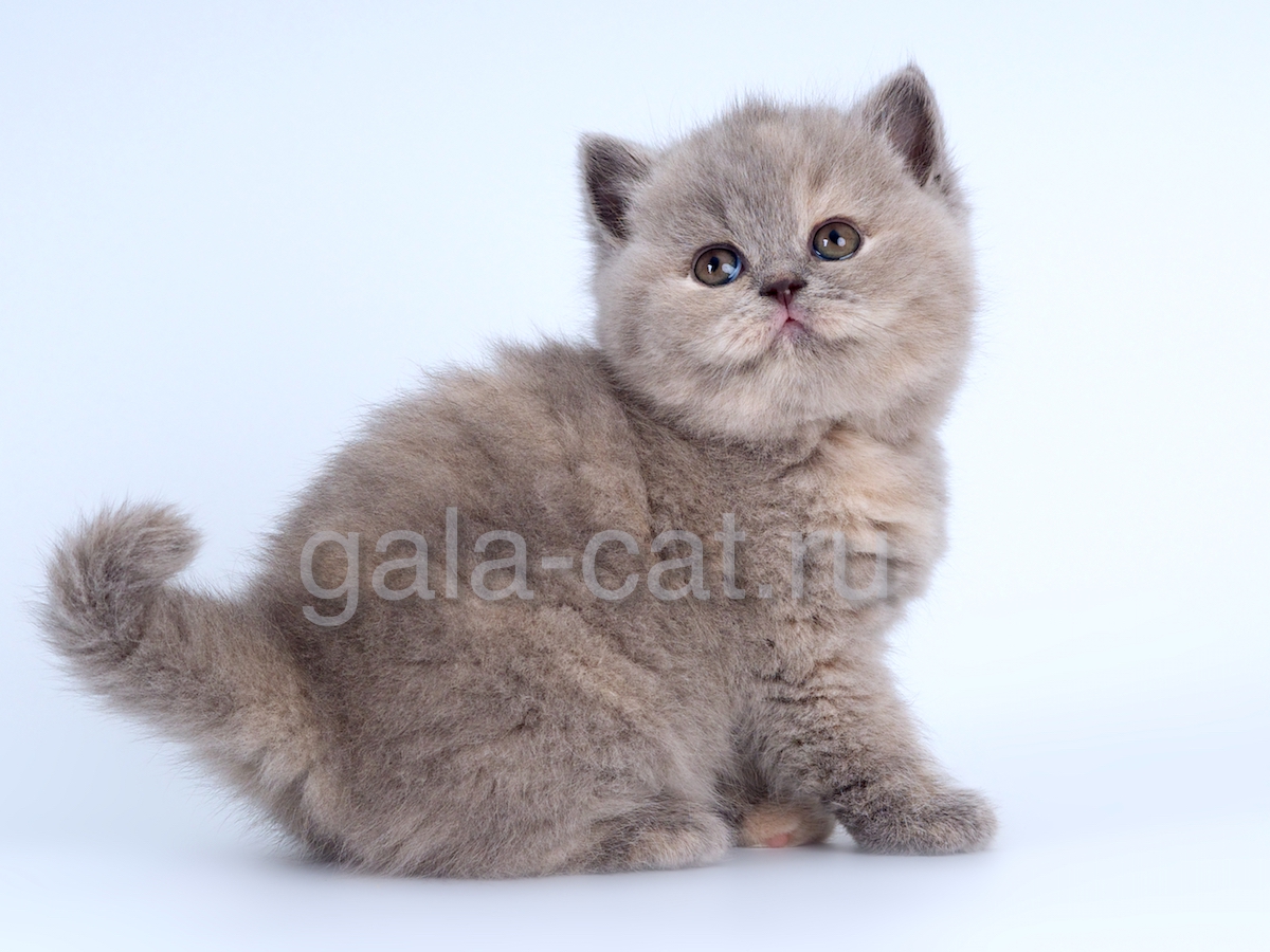 британский котенок из питомника GALA-CAT
