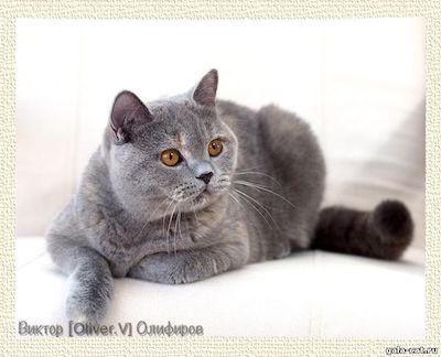 Британская голубо-кремовая кошка Mercedes High Class*RU