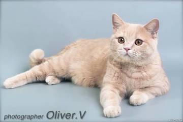Британская кремовая кошка Оливия