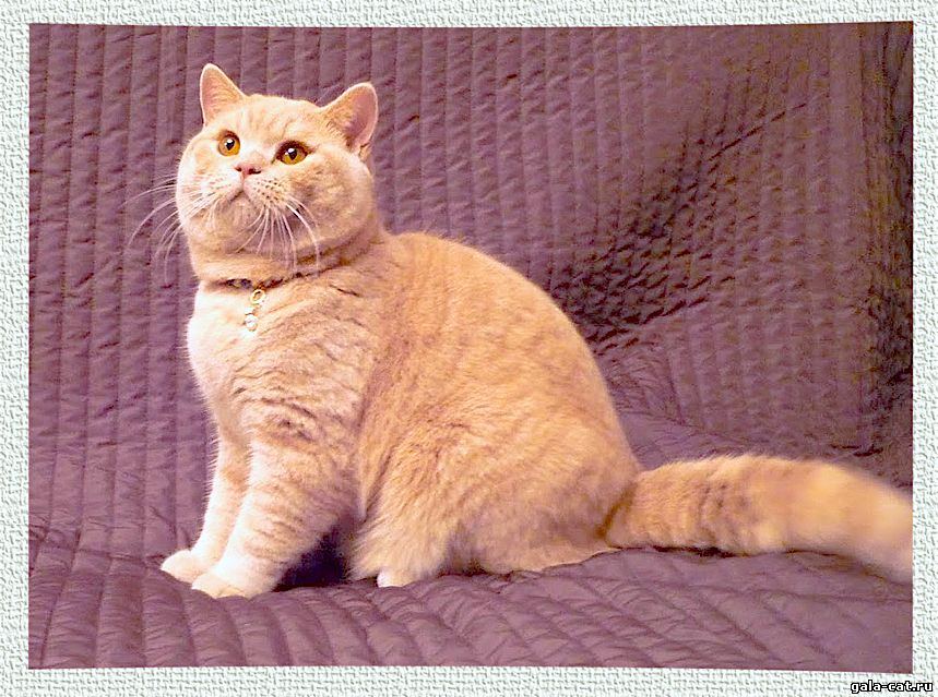 Британский кремовый кот Oscar High Class*RU в возрасте 10 мес.