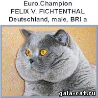 Британский кот Felix V_Fichtenthal
