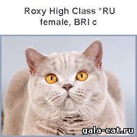 Британская кошка Roxy High Class
